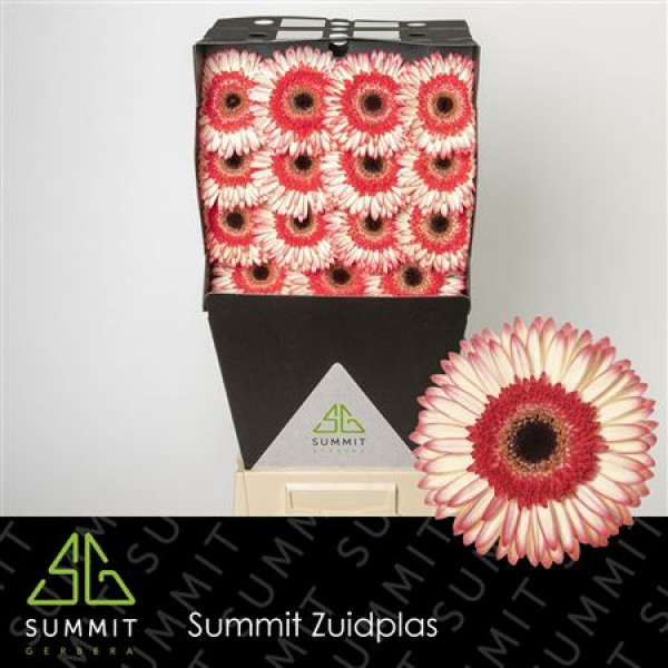 Gerbera Sorbet Diamond 50cm A1