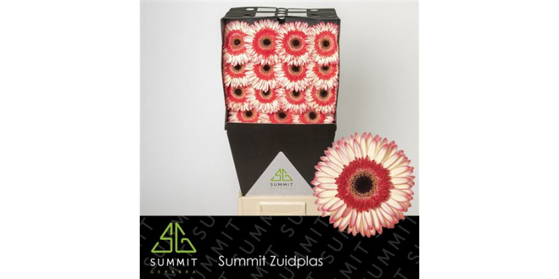 Gerbera Sorbet Diamond 50cm A1