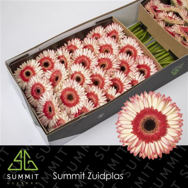 Gerbera Sorbet Doos 45cm A1