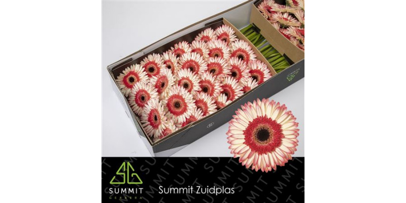 Gerbera Sorbet Doos 45cm A1