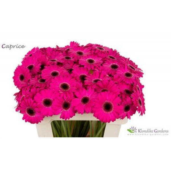 Germini Caprice 45 A1Cerise