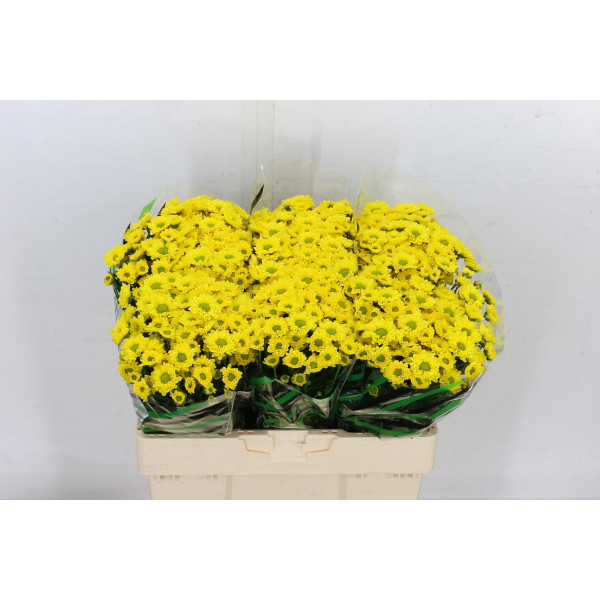 Chrysanthemums San Aaa Aviso 55cm A1 Col-Yellow