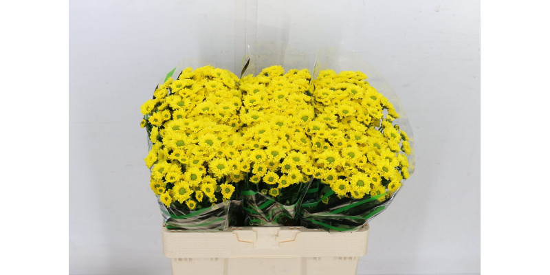 Chrysanthemums San Aaa Aviso 55cm A1 Col-Yellow