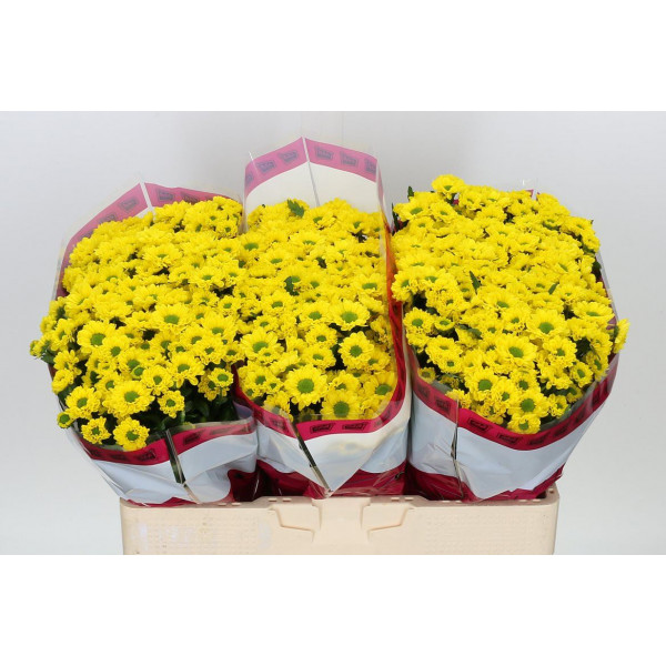 Chrysanthemums S Aaa Aviso 55cm A1 Col-Yellow