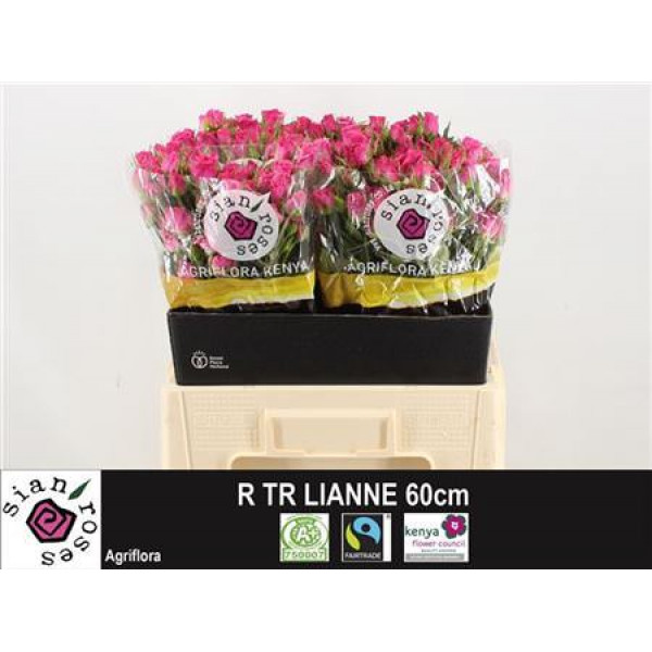 Rose Tr Lianne 60cm A1 Col-Cerise