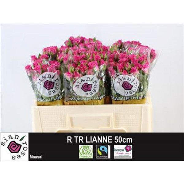 Rose Tr Lianne 50cm A1 Col-Cerise