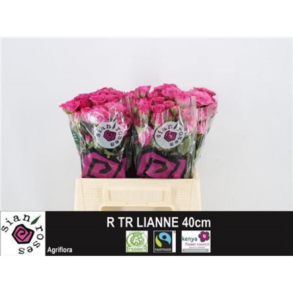 Rose Tr Lianne 40cm A1