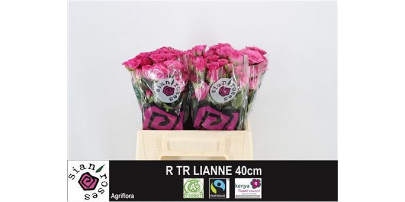 Rose Tr Lianne 40cm A1