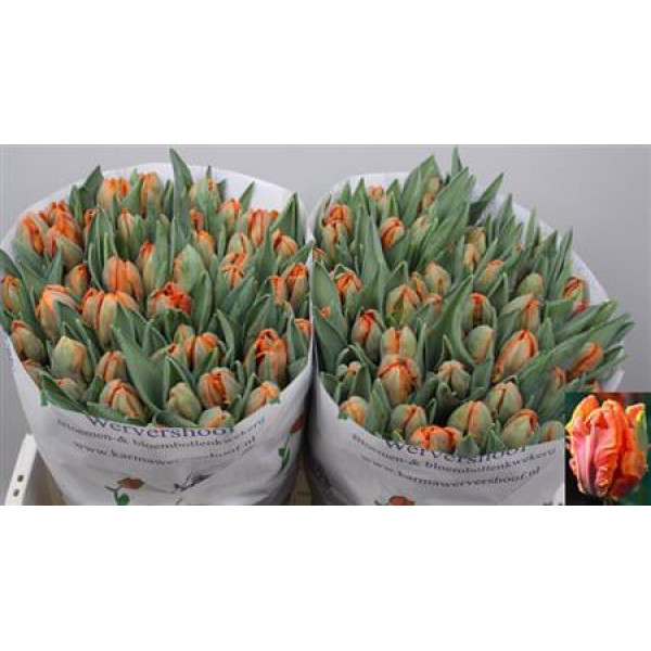 Tulips Pa Irene Parrot 35cm A1 Col-Orange