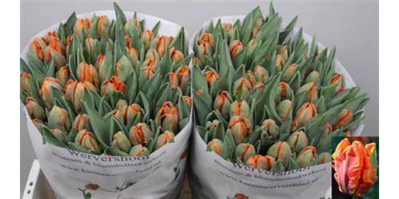 Tulips Pa Irene Parrot 35cm A1 Col-Orange