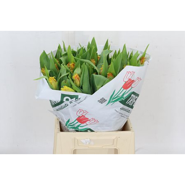 Tulips Freesias Real Time 36cm A1