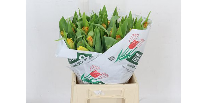 Tulips Freesias Real Time 36cm A1