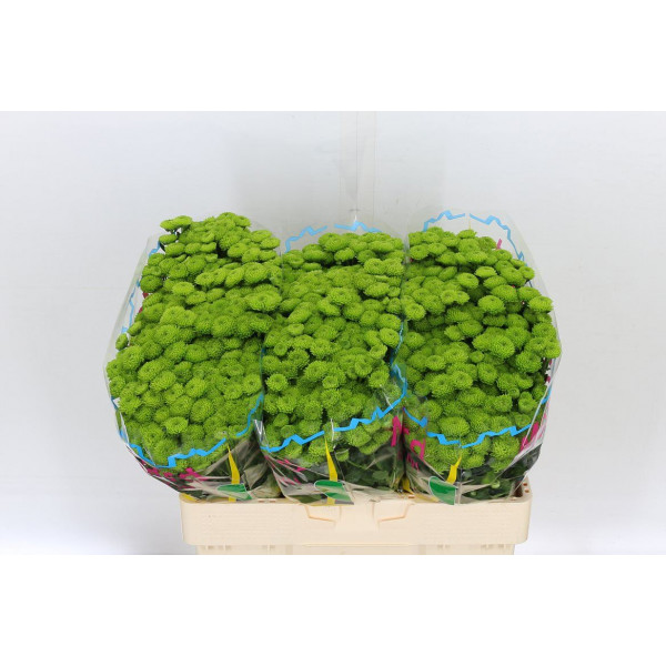 Chrysanthemums San Country 55cm A1 Col-Green