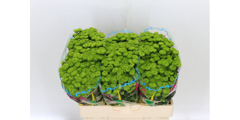 Chrysanthemums San Country 55cm A1 Col-Green