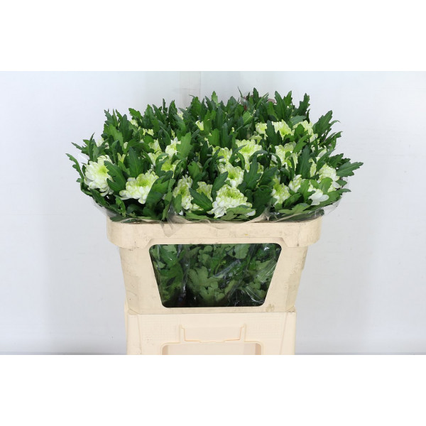 Chrysanthemums G Zembla Brasil 70cm A1 Col-Green