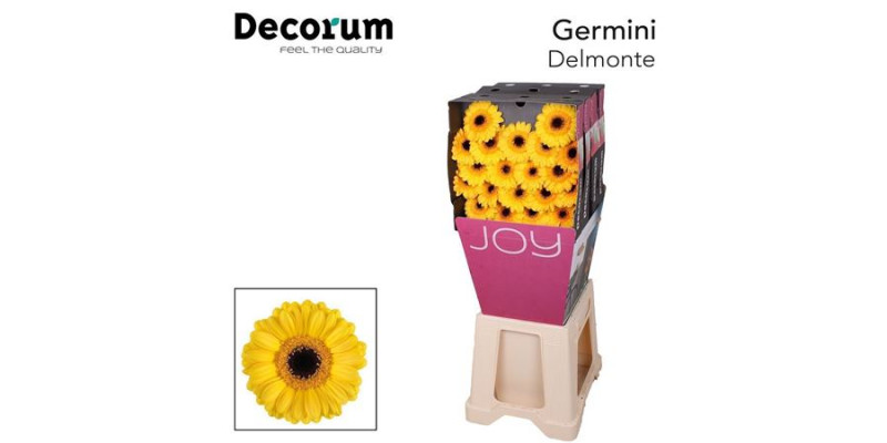 Germini Delmonte Diamond 47cm A1
