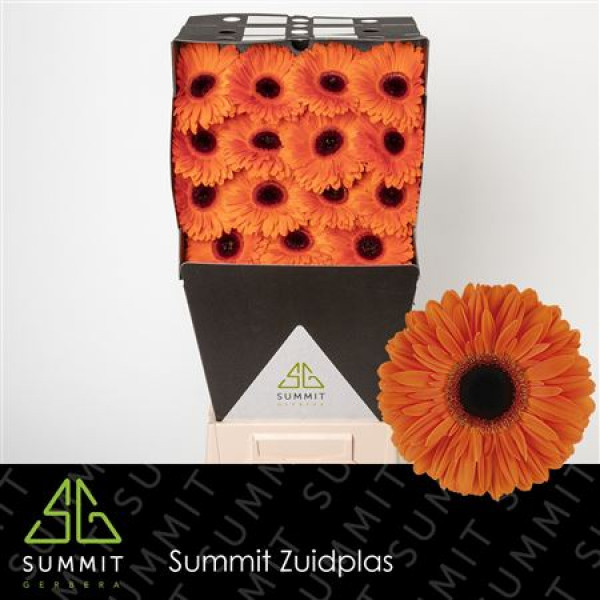 Gerbera Dutch Pride Diamond 50cm A1