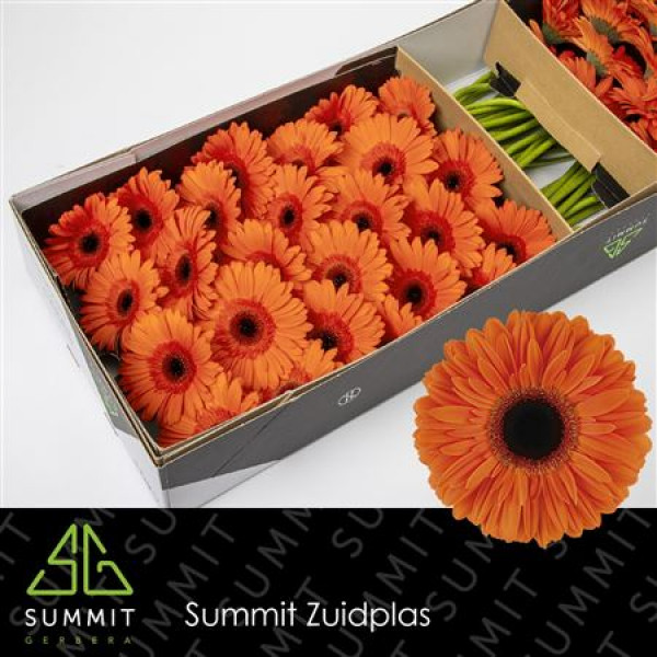 Gerbera Dutch Pride Doos 45cm A1