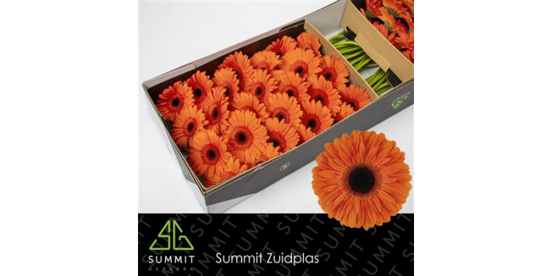 Gerbera Dutch Pride Doos 45cm A1