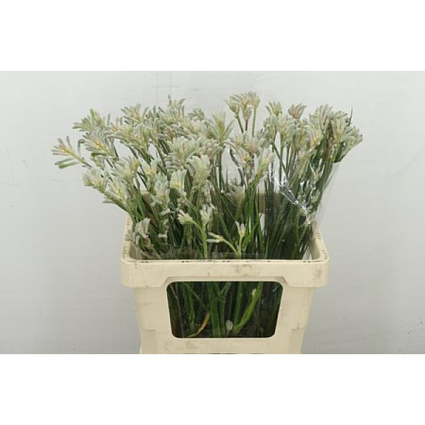 Anigoz Bush Diamond 60 cm A1