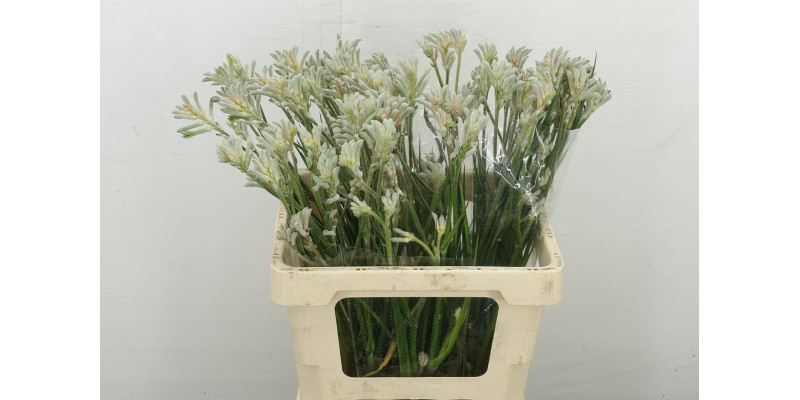 Anigoz Bush Diamond 60 cm A1