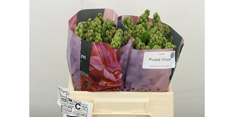 Hyacynthus Purple Voice 30 cm A1