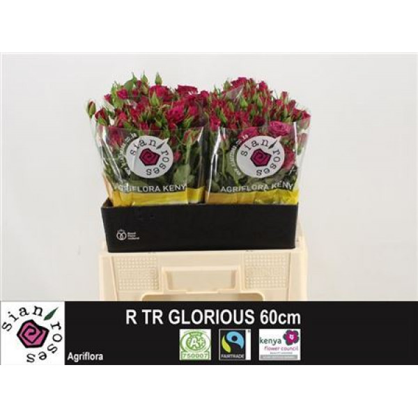 Rose Tr Glorieus 60cm A1