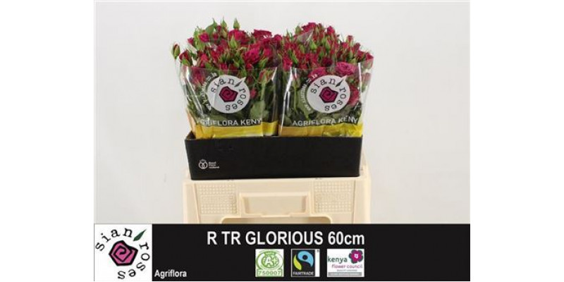 Rose Tr Glorieus 60cm A1