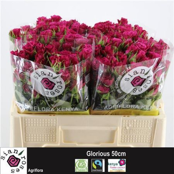 Rose Tr Glorieus 50cm A1