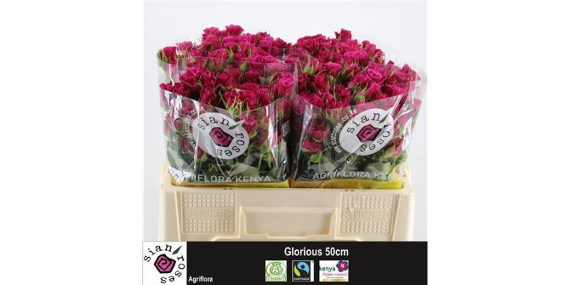 Rose Tr Glorieus 50cm A1