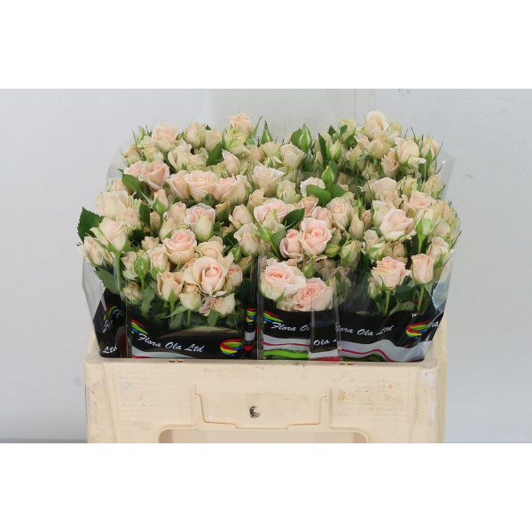 Rose Tr Sweet Sara 50cm  Col-Peach