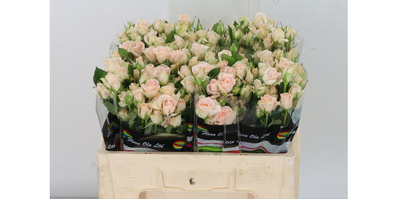 Rose Tr Sweet Sara 50cm  Col-Peach