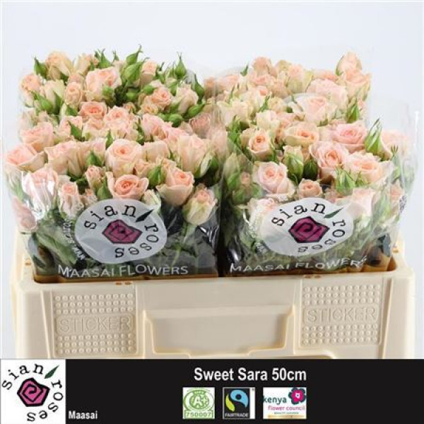 Rose Tr Sweet Sara 50cm A1