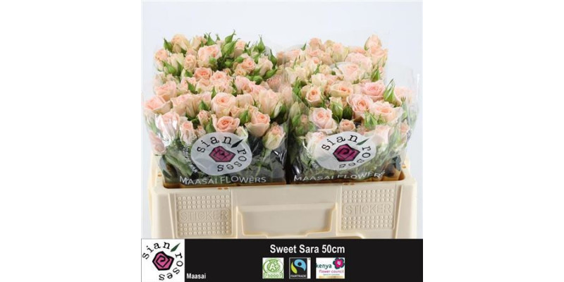 Rose Tr Sweet Sara 50cm A1