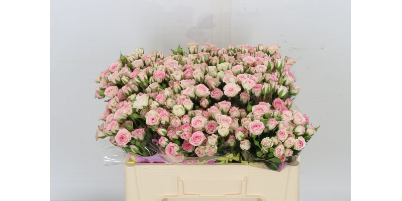 Rose Tr Creamy Twister 50cm  Col-White Pink