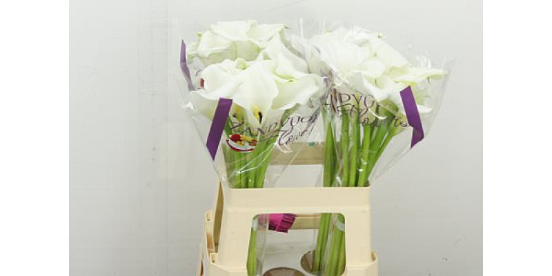 Zanthedeschias Calla Lilly Mirage 60  cm 