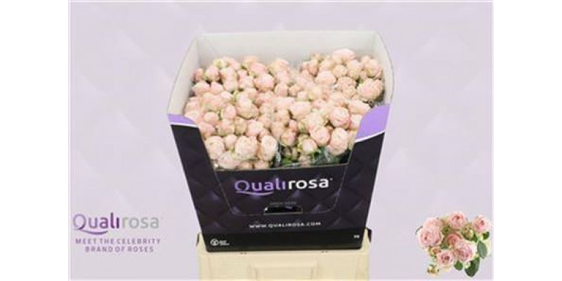 Rose Tr Bombastic Import 70cm A1