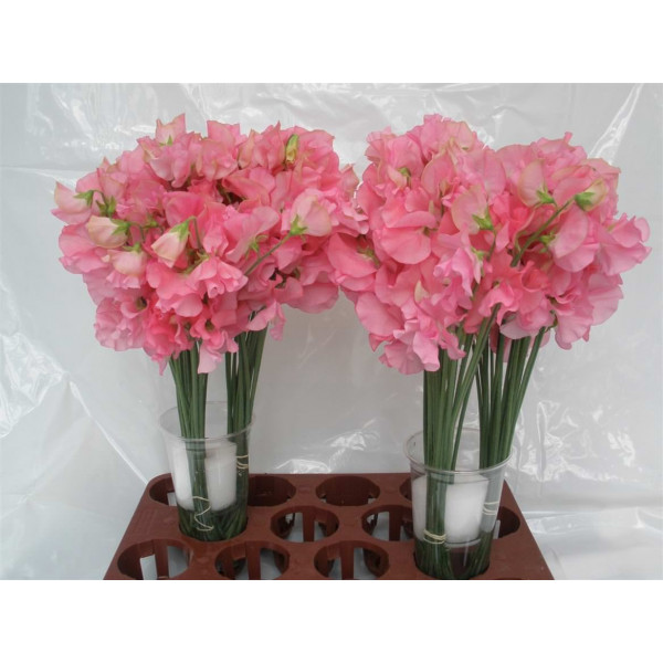 Lathyrus Wi Sunsh Pink 40cm A1