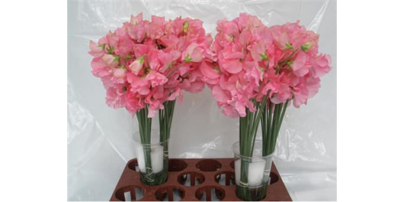 Lathyrus Wi Sunsh Pink 40cm A1