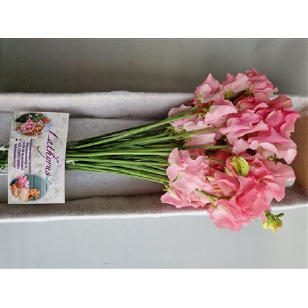 Lathyrus Wi Sunsh Pink 40cm A1