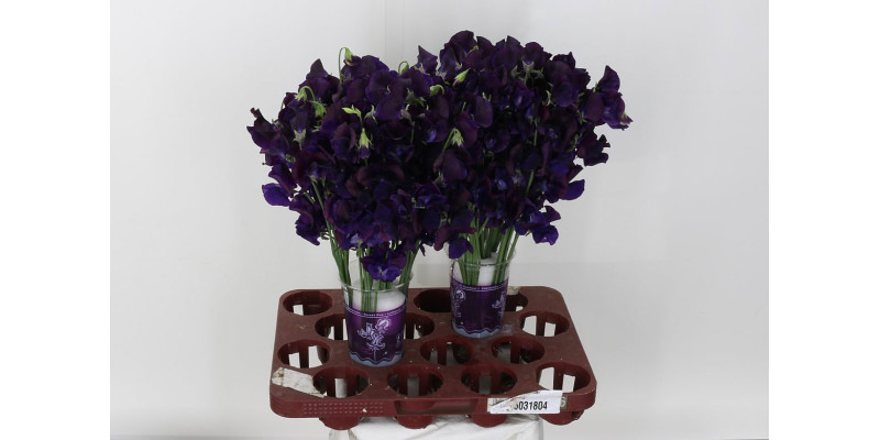 Lathyrus Wi Sunsh Navy 40cm A1 Col-Blue