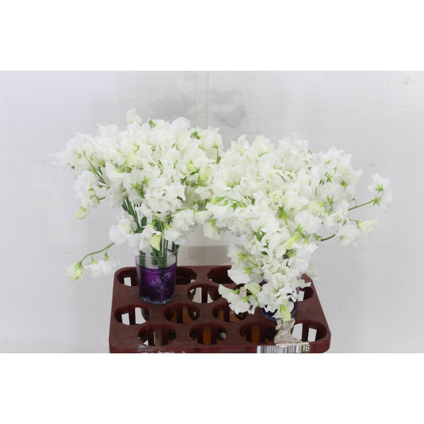 Lathyrus Wi Suns White 35cm A1 Col-White