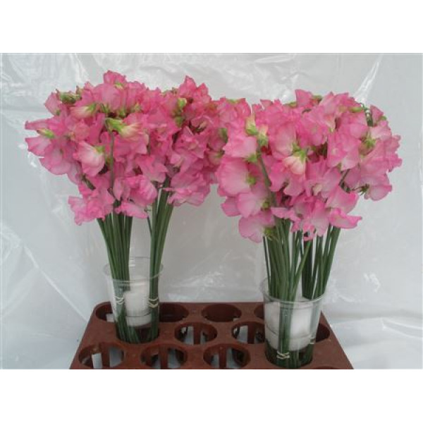 Lathyrus Wi Suns Rose 40cm A1