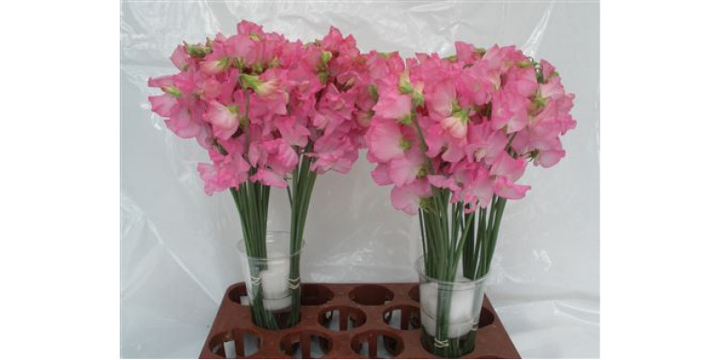 Lathyrus Wi Suns Rose 40cm A1