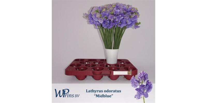 Lathyrus Wi El Midblue 40cm A1