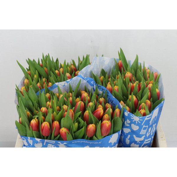 Tulips Freesias Crispa Leen 36cm A1 Col-Bicolor