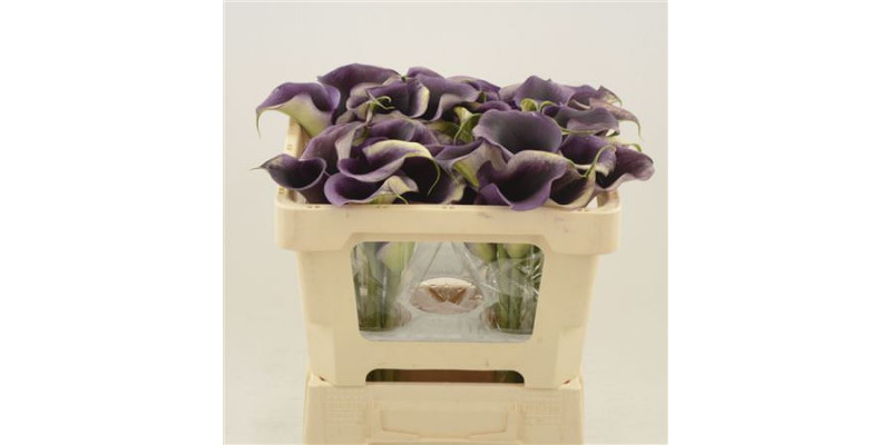 Zanthedeschias (Calla Lilly) Captain Carrera 45cm A1