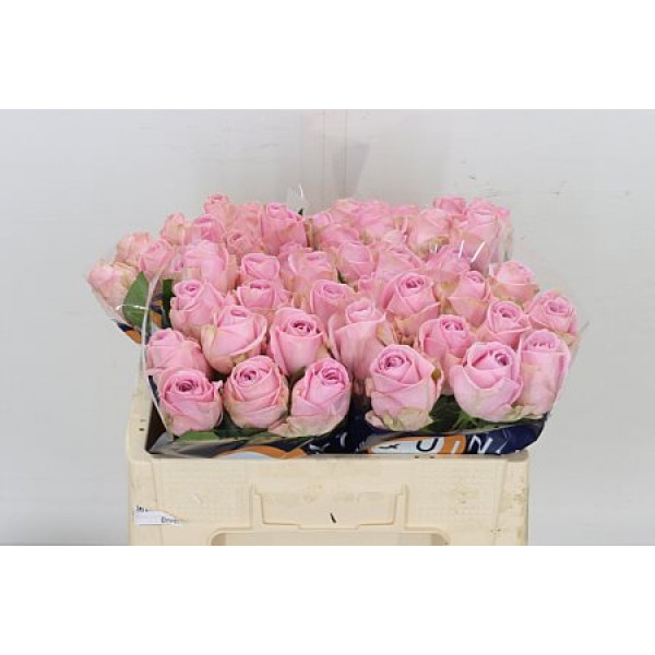 Rose Gr Heidi Ex 50cm A1 Col-Pink