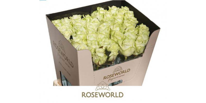 Rose Gr White Naomi Roseworld 70cm A1 Col-White