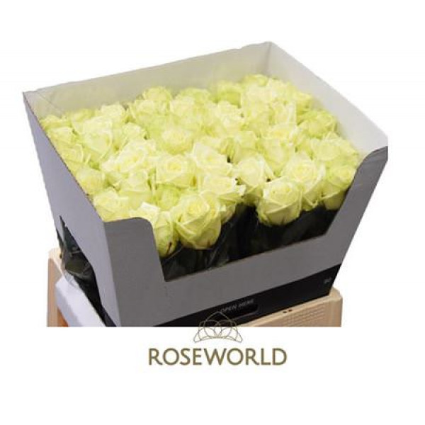 Rose Gr White Naomi Roseworld 60cm A1 Col-White